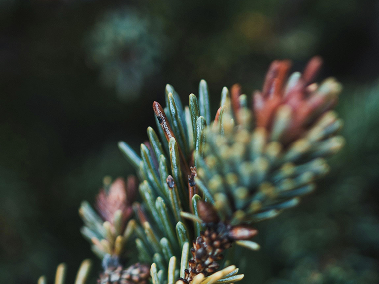 pianta conifera pino cirmolo