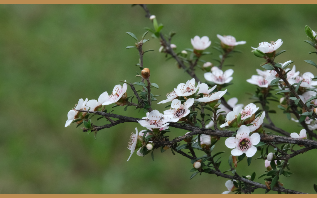 Alla scoperta dell’olio essenziale di Manuka: una meravigliosa alternativa al tea tree per la pelle