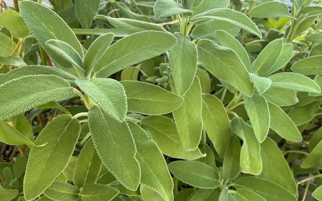 Salvia e oli essenziali: un mondo di proprietà benefiche al servizio del benessere olistico